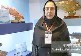 تحول جدید در صنعت شیلات؛ پرورش نسل ششم ماهی آزاد آغاز شد