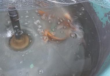 اجرای پروژه تحقیقاتی – تولیدی بررسی روند تولید مثل ماهی زینتی کوی 