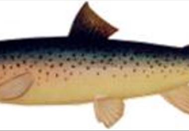 تکثیر نسل دوم ماهی آزاد دریای خزر 