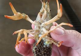 آغاز تکثیر مصنوعی شاه میگوی آب شیرین 