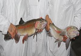 انتقال محصول دانش بنیان به بخش خصوصی