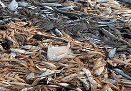 ممنوعیت صید میگوی سفید در آبهای خوزستان (صیدگاه های بوسيف، خوريات درويش و واسط(