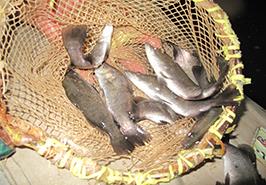 آغاز به کار پروژه پرورش آبزیان در آبهای نامتعارف با انتقال بچه ماهیان باس دریائی (آسیایی) از بخش خصوصی به استخرهای معین بنیاد