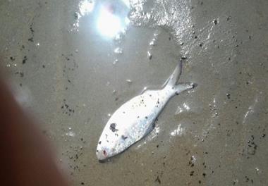 مرگ و میر آبزیان در ساحل شهر بندرعباس