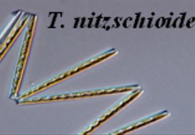 بررسی تراکم و دینامیک جمعیت  فیتوپلانکتون با تاکید بر پدیده شکوفایی جلبکی در منطقه جنوبی دریای خزر 