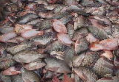 برگزاری جلسه « تیلاپیا  » در مرکز همکاریهای فناوری و نوآوری ریاست جمهوری