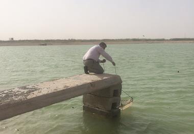 پرورش میگوی وانامی در استخرهای خاکی با استفاده از پساب مزارع نیشکر