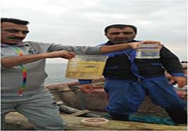 آغاز نمونه برداری از شانه دار خوار دریای خزر