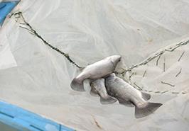 بازدید رئیس بخش آبزی پروری مرکز از قفس های پرورش باس دریایی در رودیک