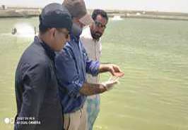 بازدید از مزارع فعال پرورش میگو