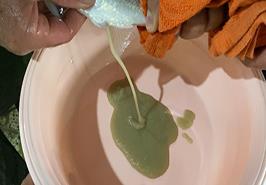 اولین تکثیر مصنوعی ماهی سفید پرورشی و توليد نسل F1 در کشور