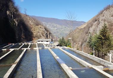 نمونه برداری طرح کلان فناوری تولید ماهی قزل آلای (SPF) در مزارع منتخب
