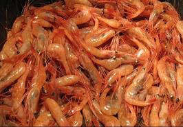 آغاز گشت تحقیقاتی پژوهشکده میگو در آب‌های استان بوشهر