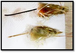 برگزاری دوره آموزشی آشنایی با عملیات بهینه برداشت با هدف کنترل عارضه سرقرمزی در میگو پرورشی