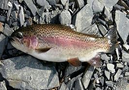 نشست مشترک رؤسای اتحادیه ماهیان سردآبی