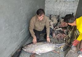 زیست سنجی تون ماهیان از لنج های آب های دور