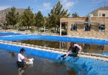 پرورش انبوه آرتمیا در استخرهای ژئو ممبران در مرکز تحقیقات آرتمیای کشور