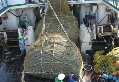 آغاز عملیات اجرایی طرح تحقیقاتی بررسی ذخایر فانوس ماهیان دریای عمان