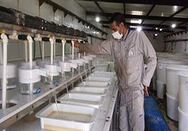 آغاز تکثیر سویه های جدید وارداتی