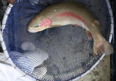 انتقال مولدین قزل آلای رنگین کمان