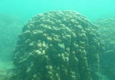 سفید شدگی مرجان های شاخ گوزنی