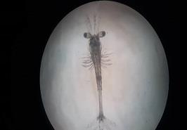 بازدید و بررسی مشکل مرکز تکثیر میگو شرکت آبزی پروری چابهار