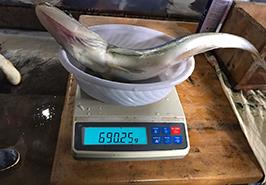 دستیابی به لارو نسل اول از مولدین سوف سفید پرورشی