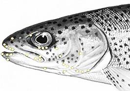 انتشار یادداشت علمی عضو هیات علمی مرکز تحقیقات ماهیان سردآبی_ تنکابن