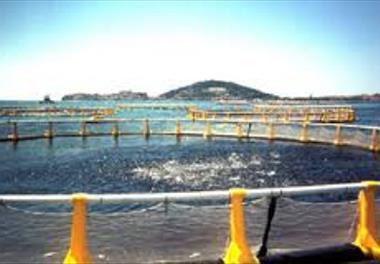 مطالعات پرورش آبزی پروری در قفس با هدف تعیین پتانسیل های موجود حوزه جنوبی دریای خزر