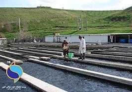 تداوم اجرای طرح ملی SPF در مزارع همکاران استان آذربایجان غربی