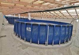 همکاری فنی در اجرای طرح پایلوت کارگاه نوزادگاهی (نرسری) میگو