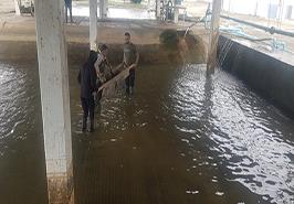 در راستای حفظ و احیای ذخایر ارزشمند تاس ماهیان دریای کاسپین