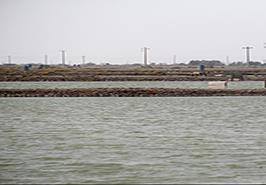 بیماری حاد هپاتو پانکراس در مزارع پرورش میگو