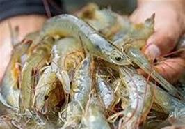 یک بیماری تولید میگو در کشور را نصف کرد