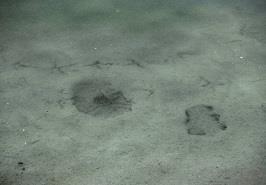 شناسایی زیستگاه جدید گونه ماهی  بوم زاد سیکلیده ایرانی در غرب استان هرمزگان