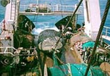 آغاز گشت تحقیقاتی ارزیابی ذخایر آبزیان آبهای جنوب