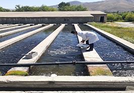 اجرای طرح یاوران تولید در مزارع پرورشی استان آذربایجان غربی