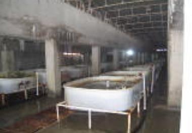 انتخاب مزرعه نمونه ماهیان خاویاری استان مازندران 