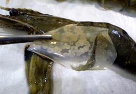 هفته پدافند غیر عامل گرامی باد