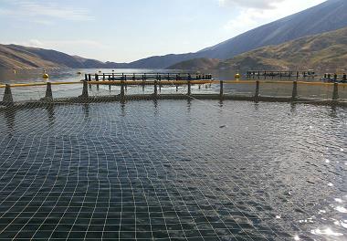 تولید ماهیان گرمابی و سردآبی در قفس های دریاچه سد سیمره 