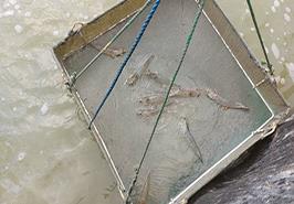 بازدید کارشناسان مرکز تحقیقات شیلاتی آبهای دور_ چابهار از کارگاه آبزی پروری بهار کنارک