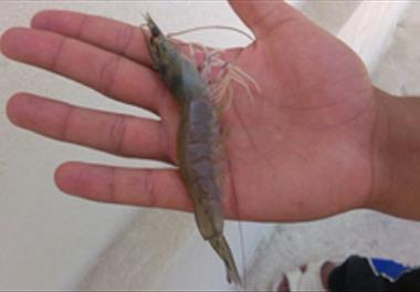 پرورش متراکم میگوی سفید غربی در مناطق دور از ساحل