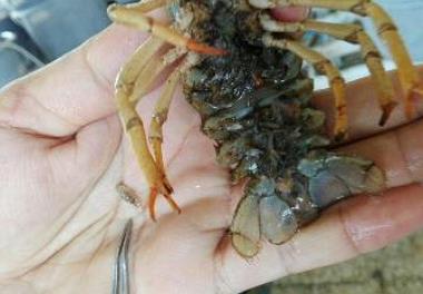 استحصال مینیاتور شاه میگوی آب شیرین از مولدین صید شده از دریاچه شورابیل اردبیل 