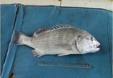 تولید بچه ماهی صبیتی برای آبزی پروری درقفس