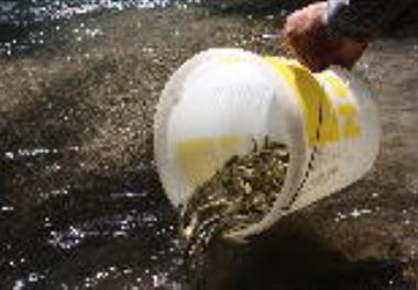 نظارت مرکز تحقیقات ماهیان سردآبی کشور بر رهاسازی بچه ماهیان آزاد دریای خزر