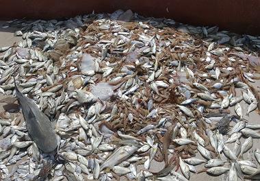 گزارش اولین گشت گشایش صید میگوی سال 1395 در آبهای استان بوشهر