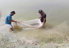 بازدید مشترک پژوهشکده آبزی پروری آب های جنوب کشور_ اهواز و اداره کل دامپزشکی استان از محل اجرای پروژه واکسن آئروموناس هيدروفيلا در ماهی کپور معمولی