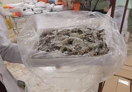 بازدید رئیس مرکز تحقیقات ذخایر آبزیان آبهای داخلی_ گرگان از مرکزعمل آوری شیل آبزی گلستان