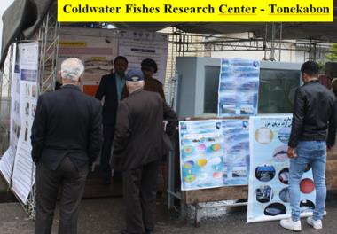 نخستین جشنواره ماهی سفید