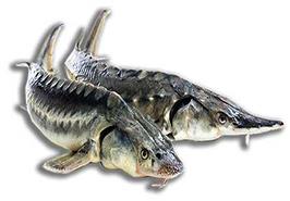 برگزاری وبینار پرورش ماهیان خاویاری